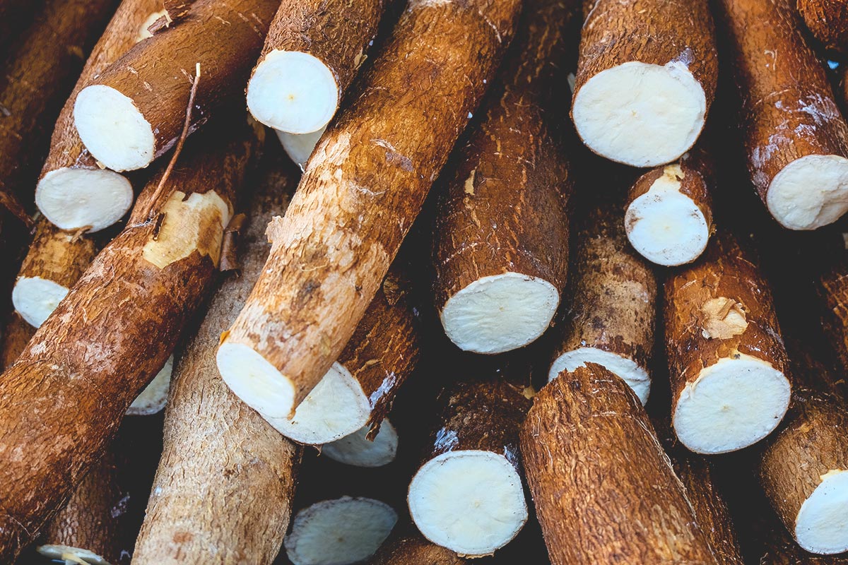 Cassava Cultivation and Its Importance in Economic Development