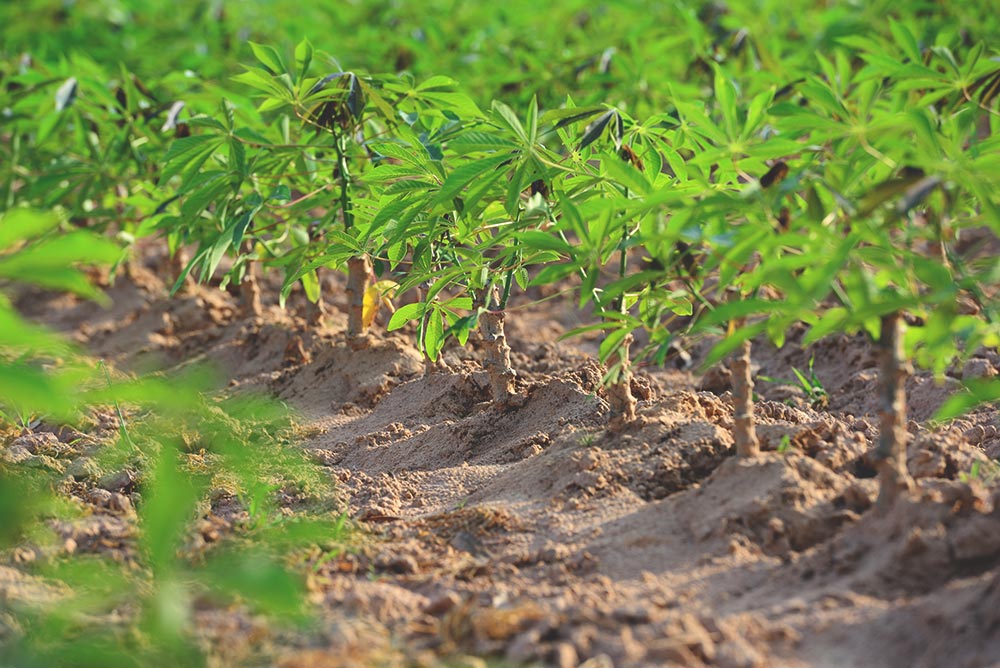 cassava-land-preparation-and-planting