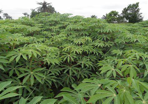 cassava-land-preparation-and-planting