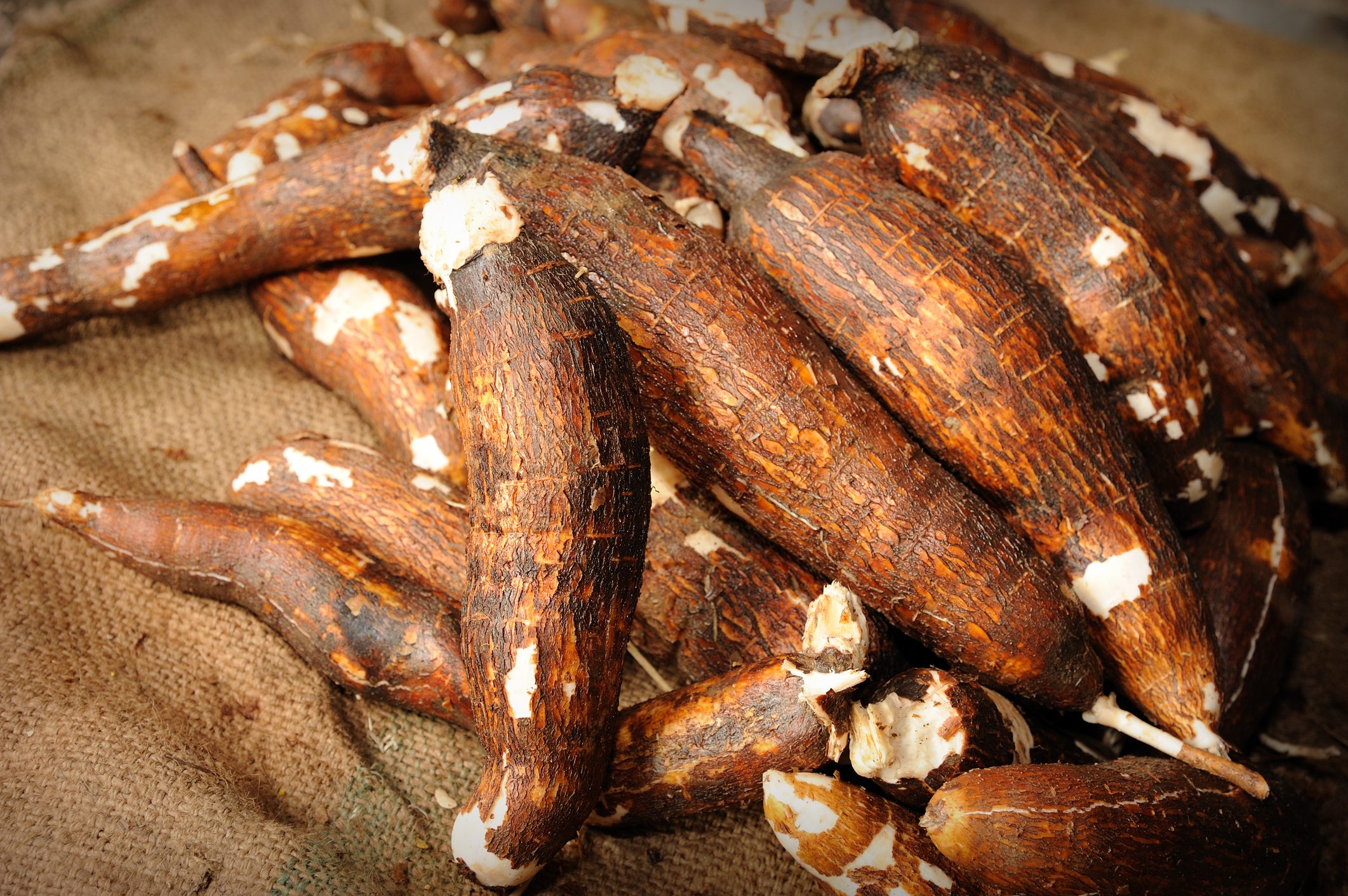 cassava-land-preparation-and-planting