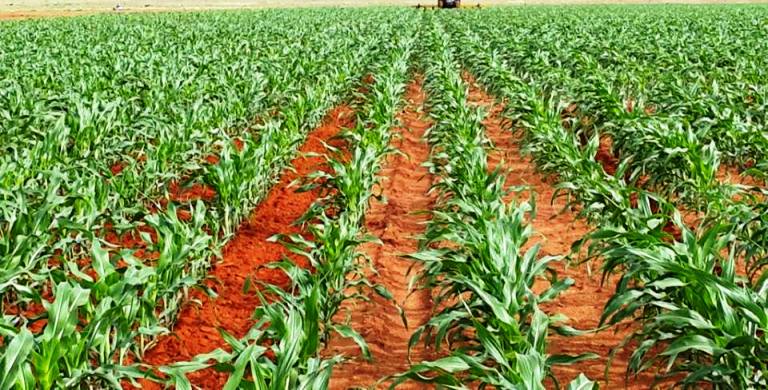 cassava-land-preparation-and-planting