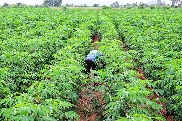 cassava-crop-image