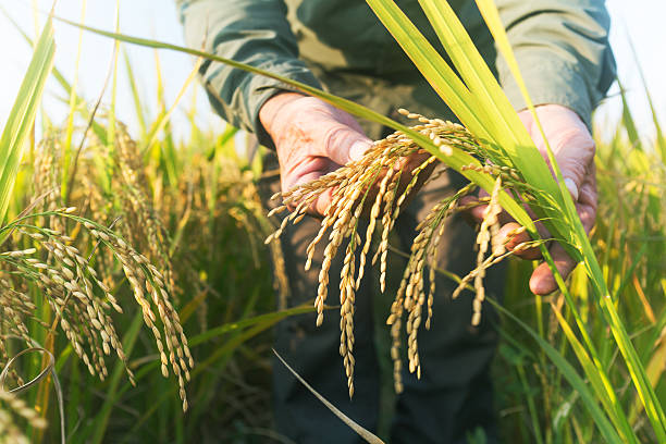 rice-image-crop