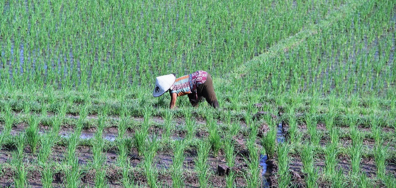 cassava-land-preparation-and-planting