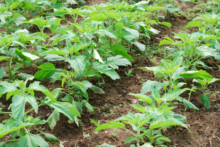 cassava-land-preparation-and-planting