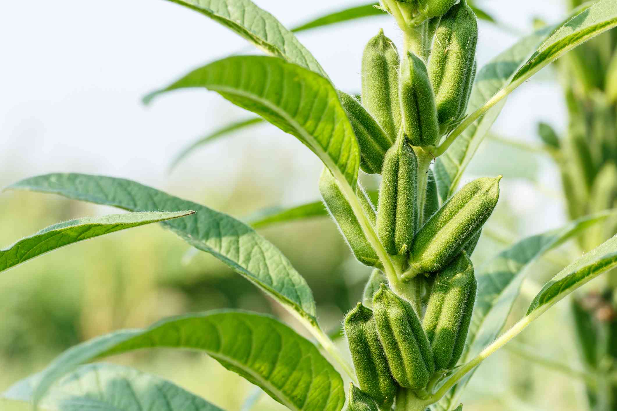 cassava-land-preparation-and-planting